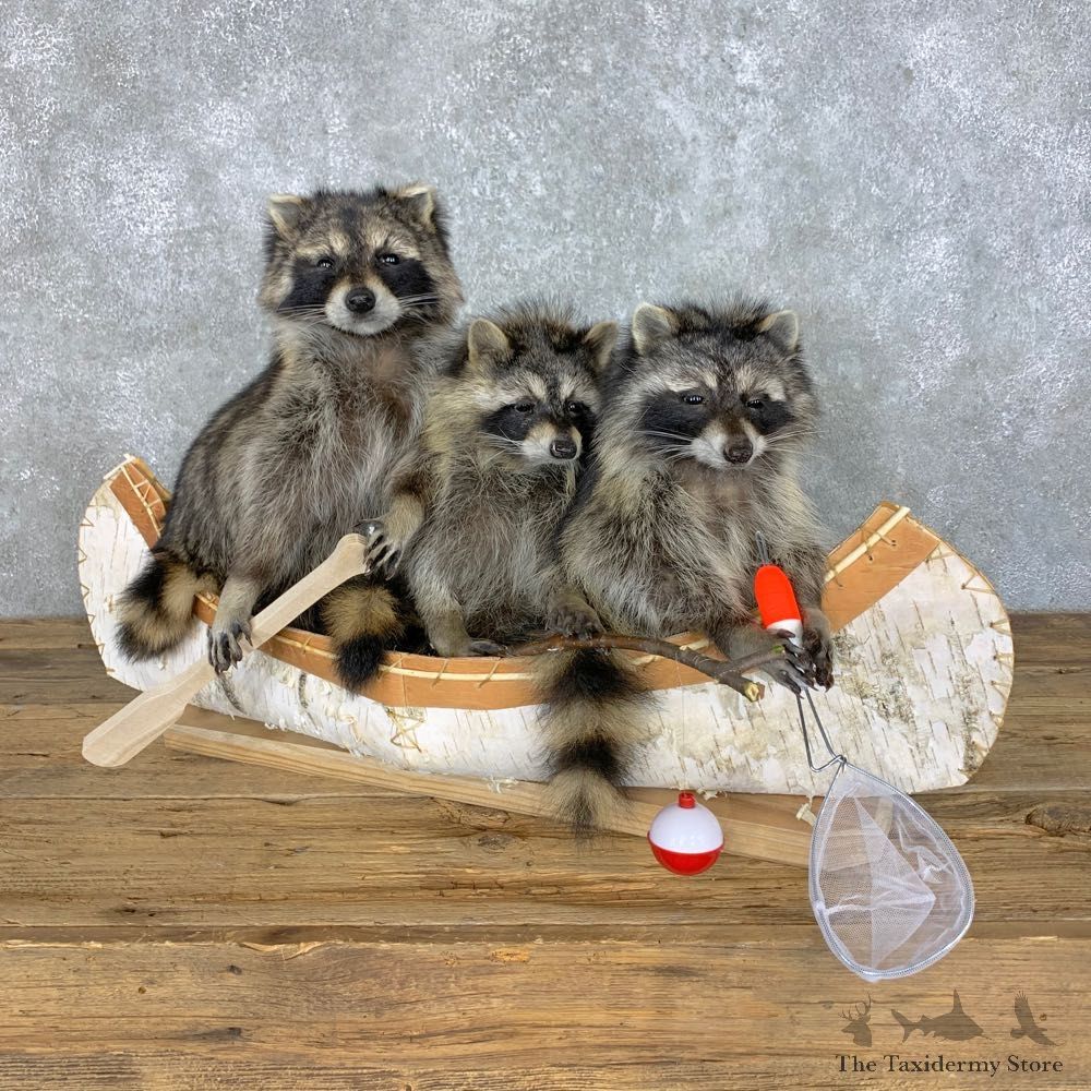 Canoeing Pals Novelty Mount For Sale #23413 @ The Taxidermy Store