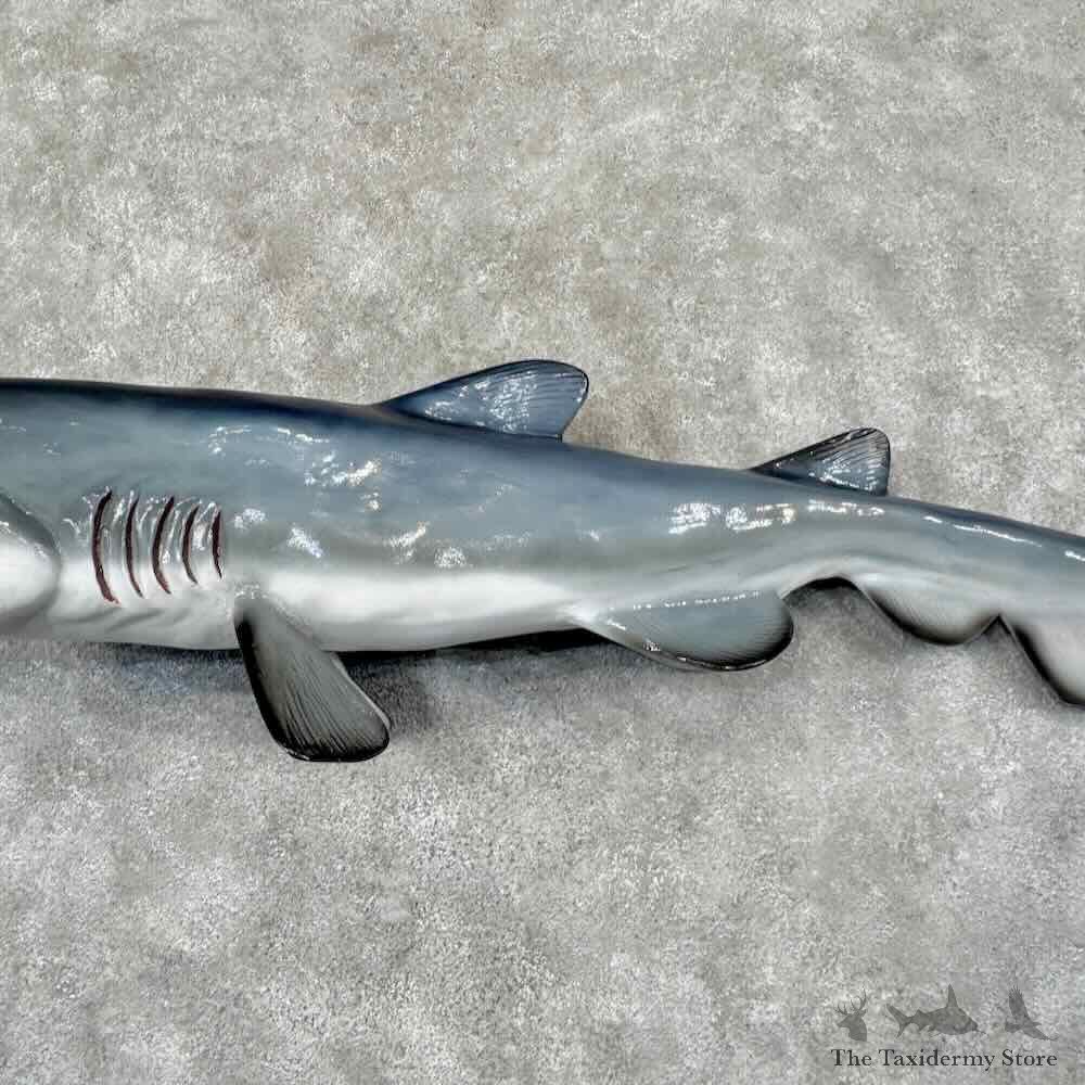 Goblin Shark Reproduction Mount For Sale #31854 @ The Taxidermy Store