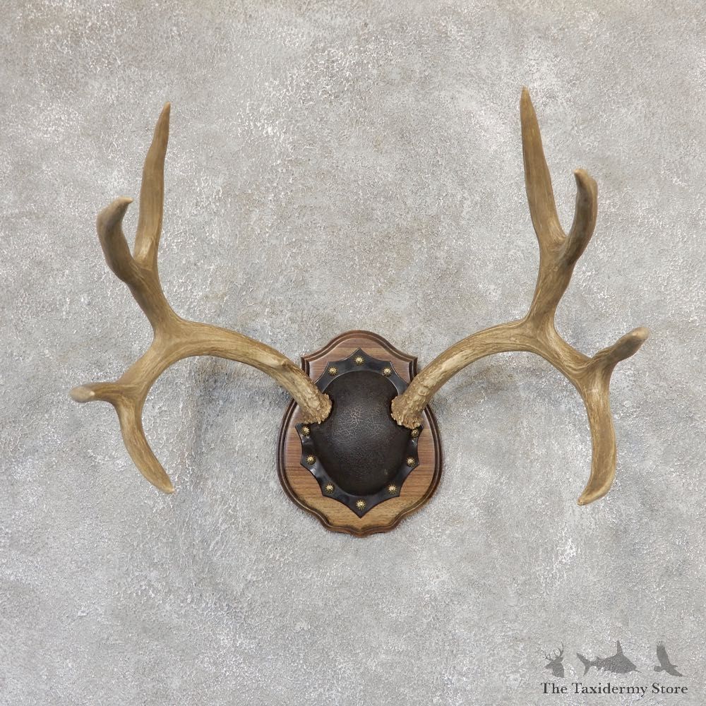 Mule Deer Taxidermy Antler Plaque #19021 For Sale @ The Taxidermy Store