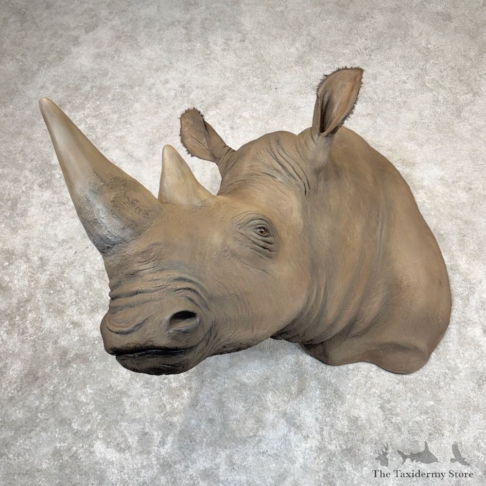 White Rhinoceros Replica Shoulder Mount For Sale #30041 @ The Taxidermy Store