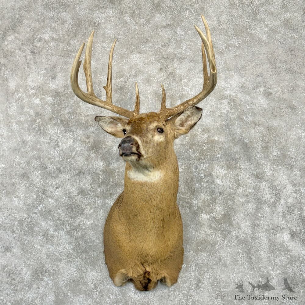 Whitetail Deer Shoulder Mount For Sale #29018 @ The Taxidermy Store
