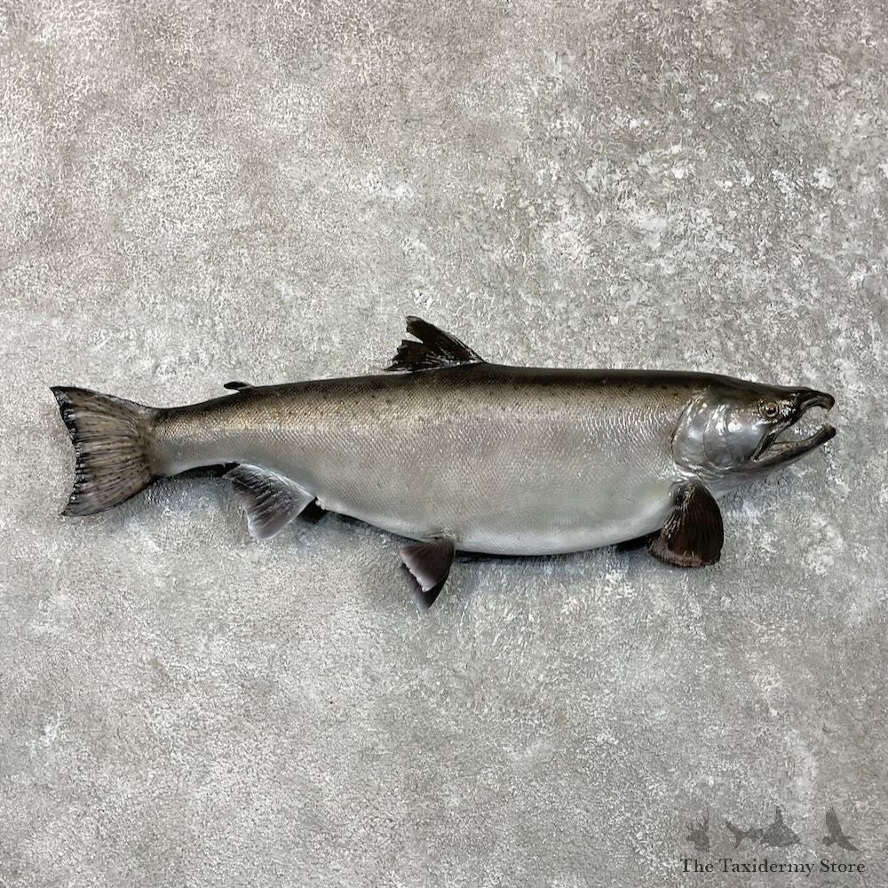 Coho Salmon Fish Mount For Sale #27515 @ The Taxidermy Store