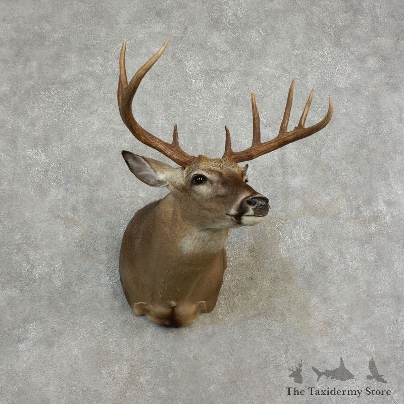 Whitetail Deer Shoulder Mount For Sale #17169 @ The Taxidermy Store