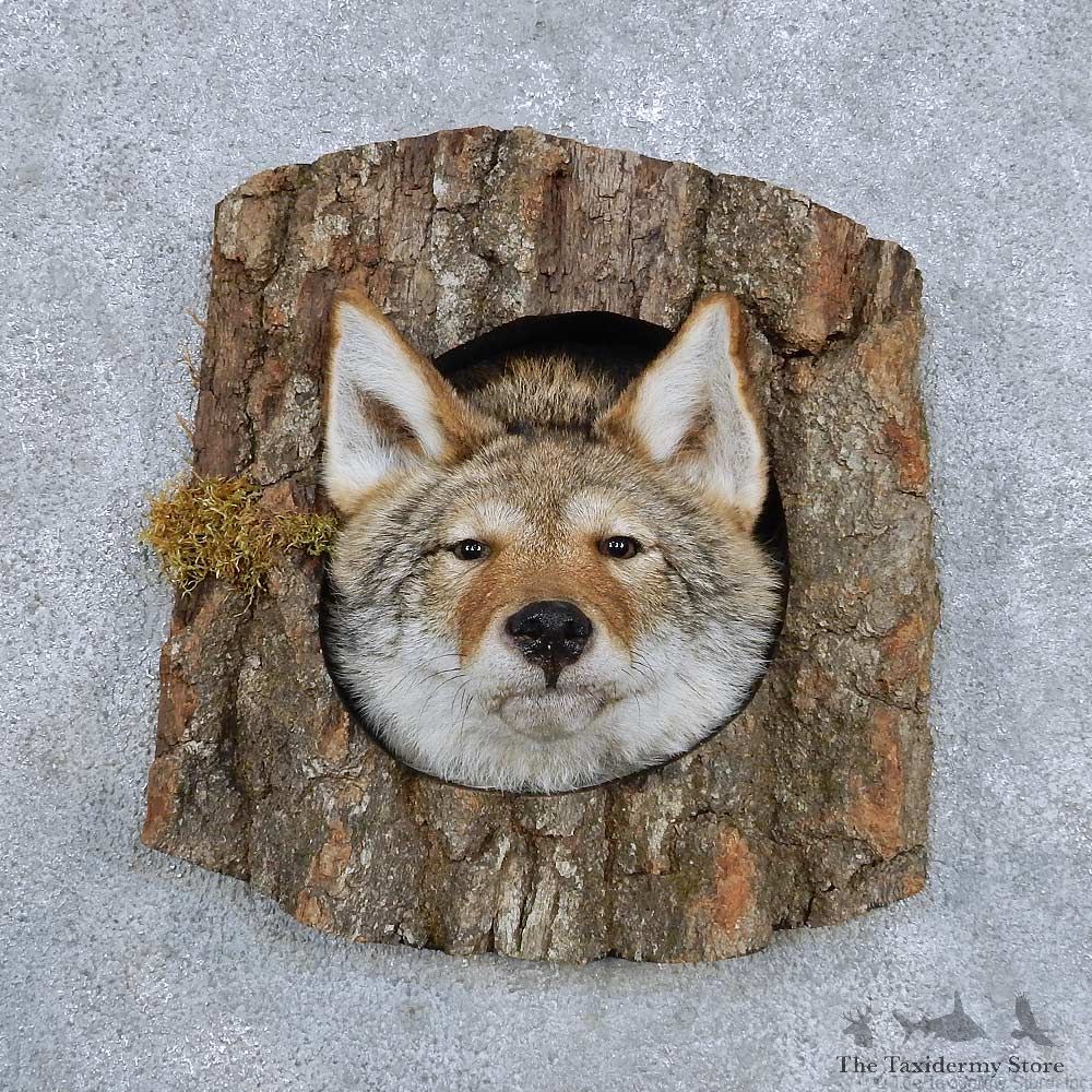 Coyote Head In Log Mount For Sale #14349 @ The Taxidermy Store
