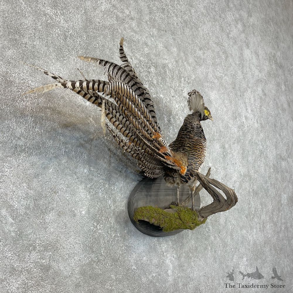 Lady Amherst Pheasant Taxidermy #26006 For Sale @ The Taxidermy Store