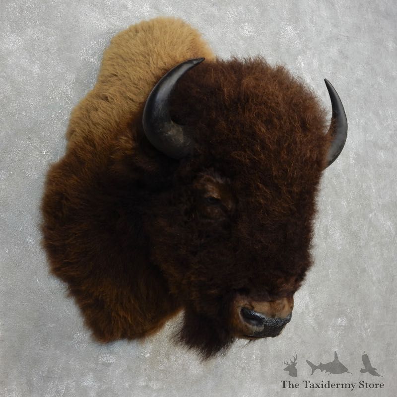 American Buffalo Shoulder Mount For Sale #17764 @ The Taxidermy Store
