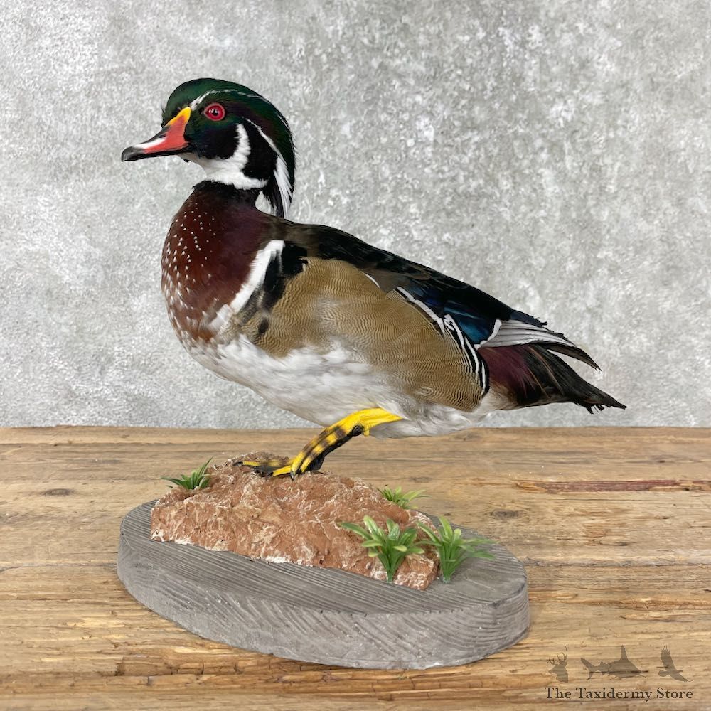 Wood Duck Bird Mount For Sale #26000 - The Taxidermy Store