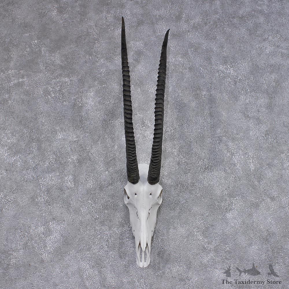 African Sable Skull & Horn Taxidermy European Mount #12450 For Sale @ The Taxidermy Store