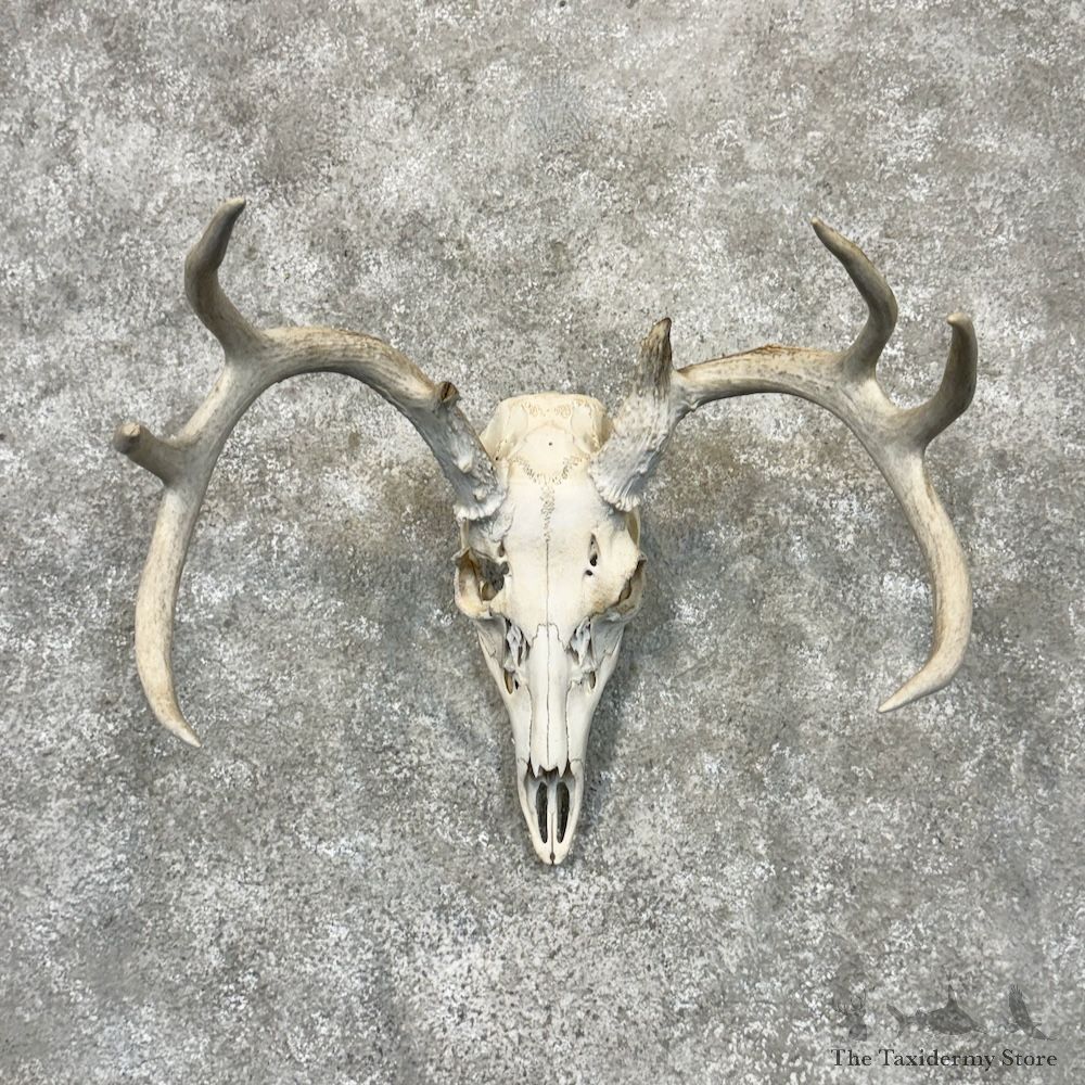 Whitetail Deer Skull European Mount For Sale #29709 @ The Taxidermy Store