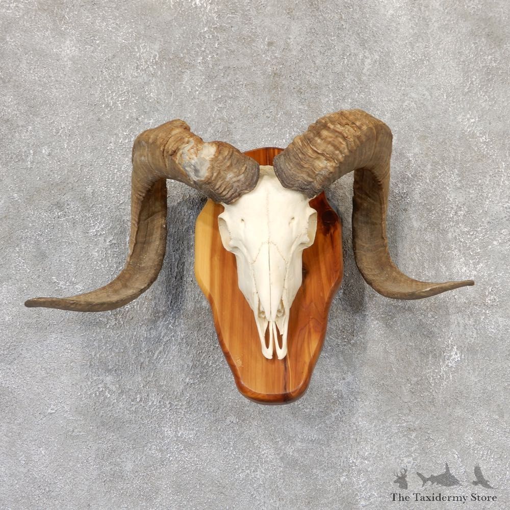 Corsican Ram Skull European Mount For Sale #19017 @ The Taxidermy Store