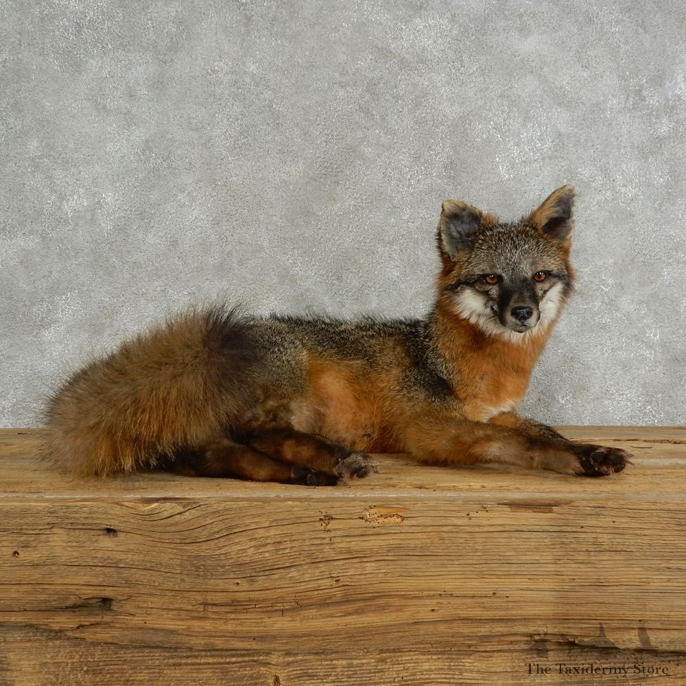 Grey Fox Life-Size Mount For Sale #17045 @ The Taxidermy Store
