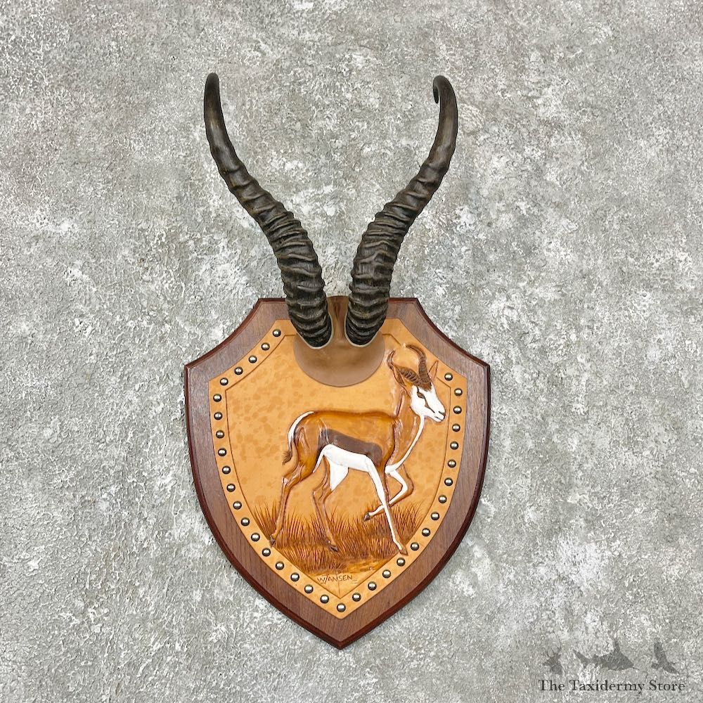 African Springbok Horn Plaque For Sale #26762 - The Taxidermy Store
