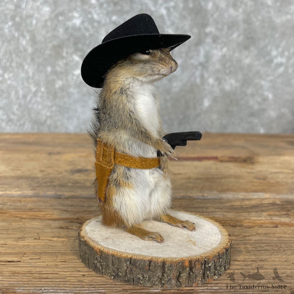 Cowboy Chipmunk Novelty Mount For Sale #26111 @ The Taxidermy Store