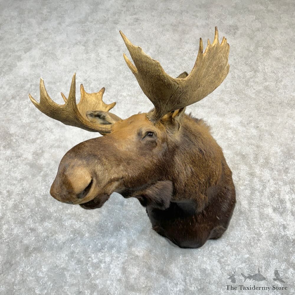Eastern Canadian (Maine) Moose Shoulder Mount For Sale #29197 @ The Taxidermy Store