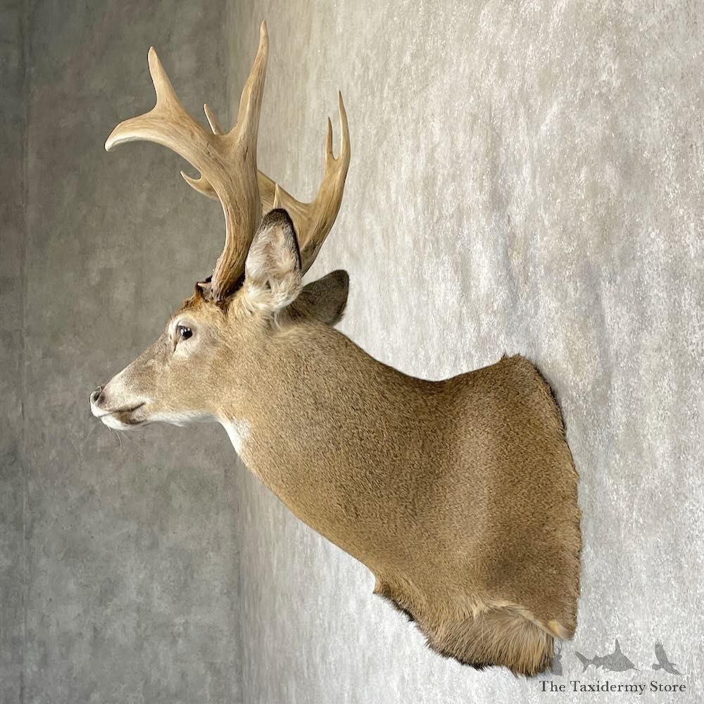Whitetail Deer Shoulder Mount For Sale #28168 - The Taxidermy Store
