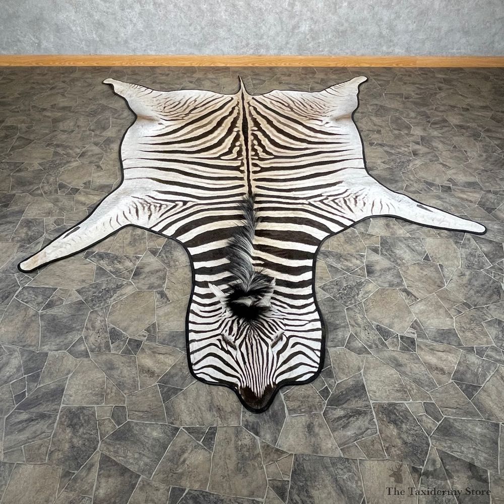 African Zebra Full-Size Taxidermy Rug For Sale #24317 @ The Taxidermy Store
