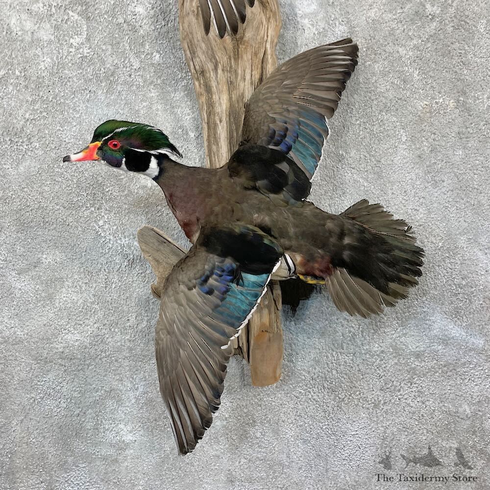 Wood Duck Scene Mount For Sale #27838 @ The Taxidermy Store