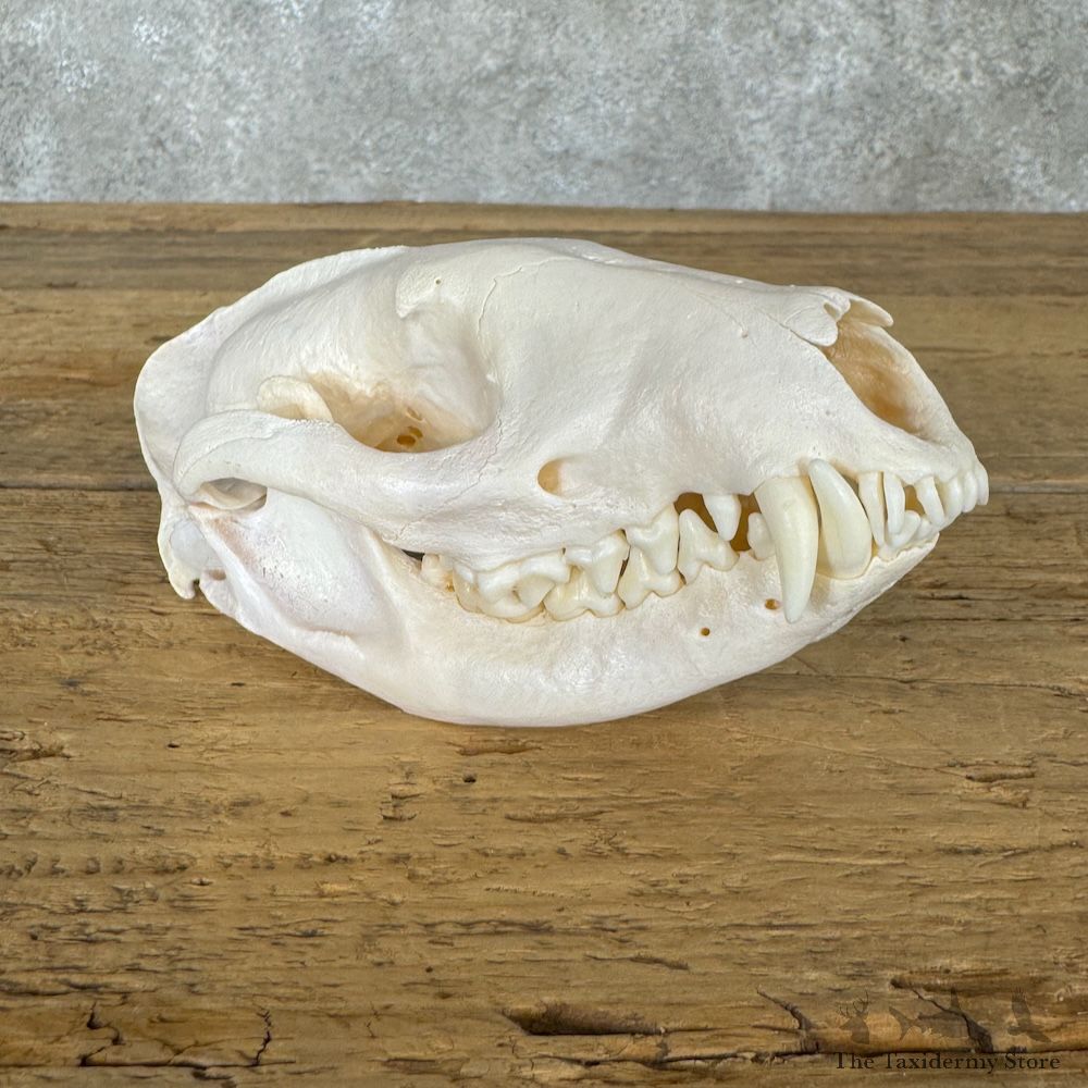 African Civet Cat Full Skull For Sale #29671 @ The Taxidermy Store