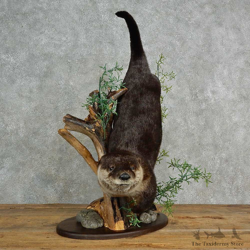 River Otter Life-Size Mount For Sale #20650 @ The Taxidermy Store