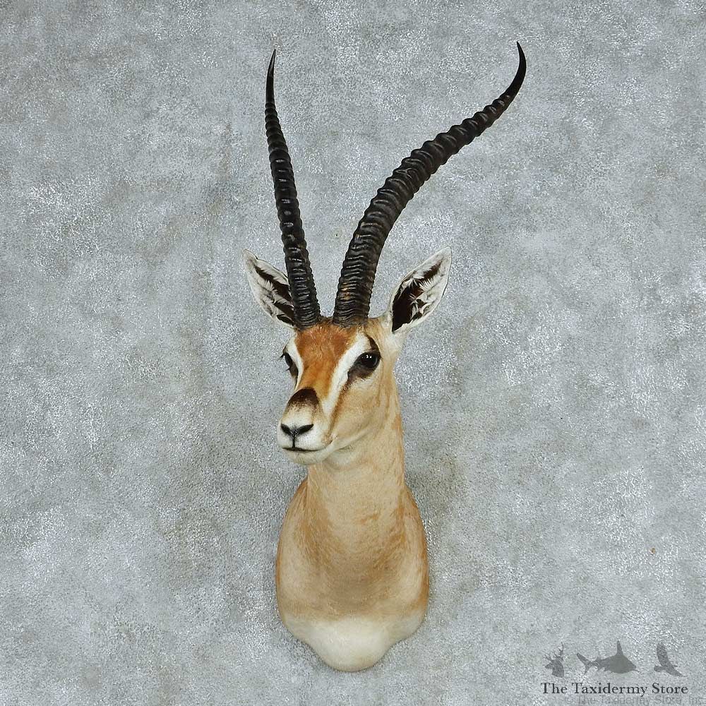 Grant’s Gazelle Shoulder Mount #13710 For Sale @ The Taxidermy Store