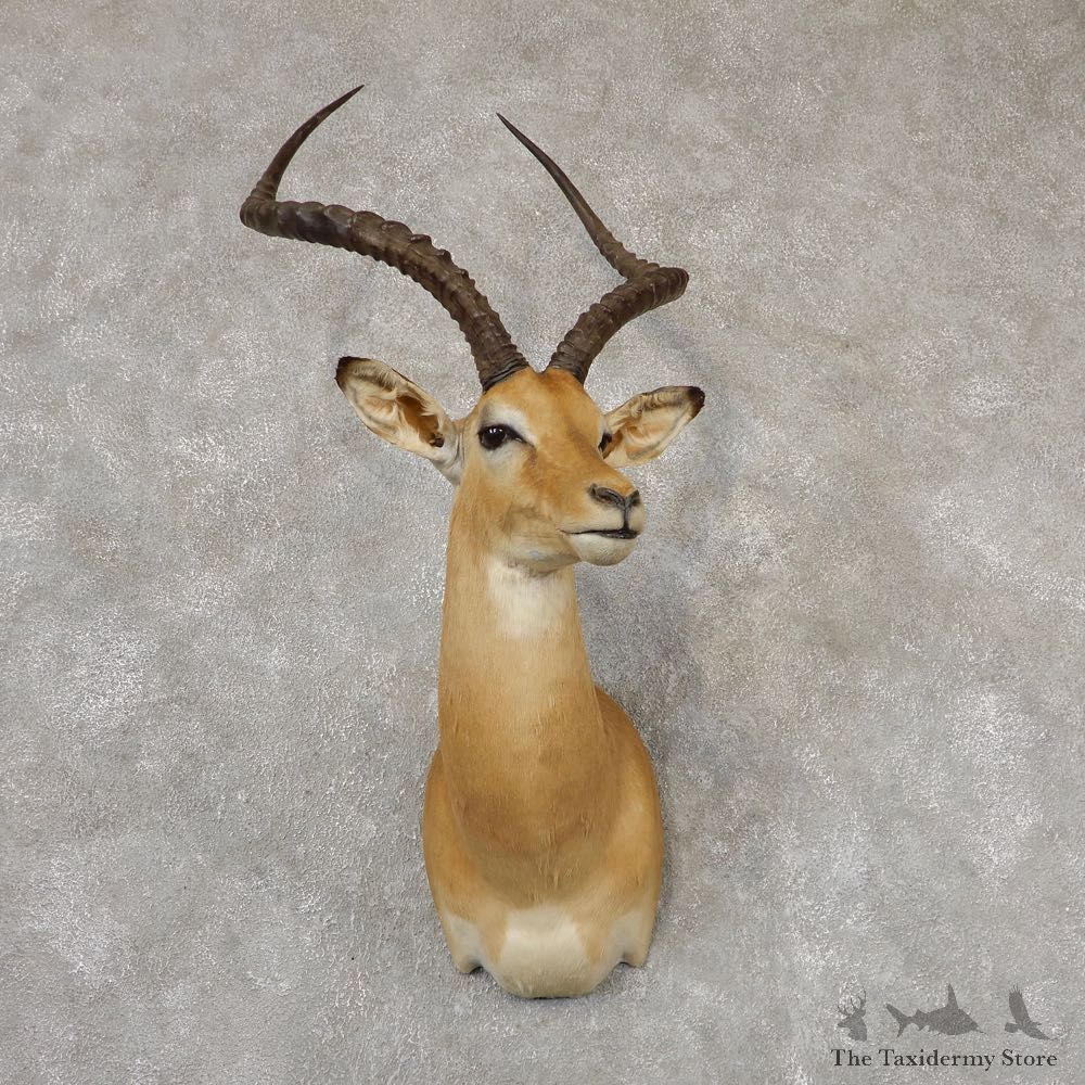 African Impala Shoulder Mount #18824 For Sale @ The Taxidermy Store