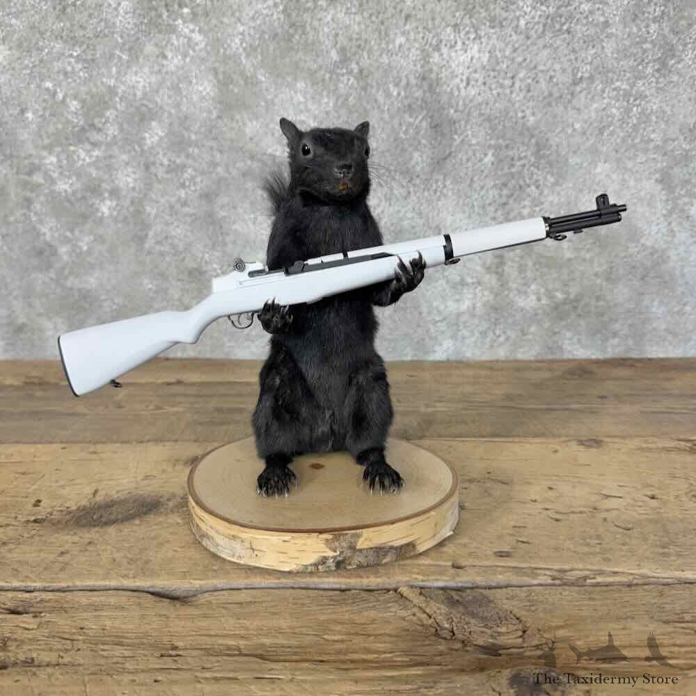 Novelty Black Squirrel Mount For Sale #31484 @ The Taxidermy Store