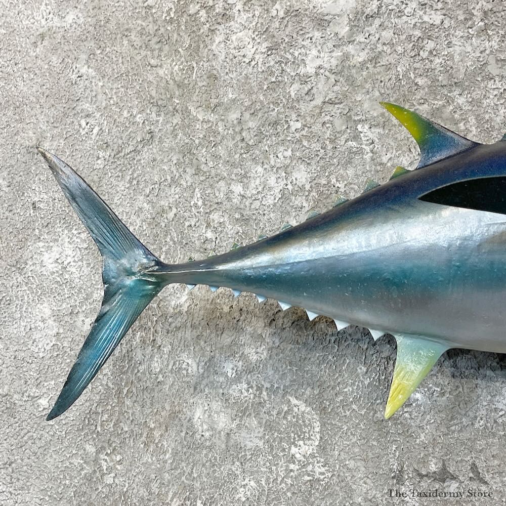 Bigeye Tuna Fish Mount For Sale #27829 - The Taxidermy Store
