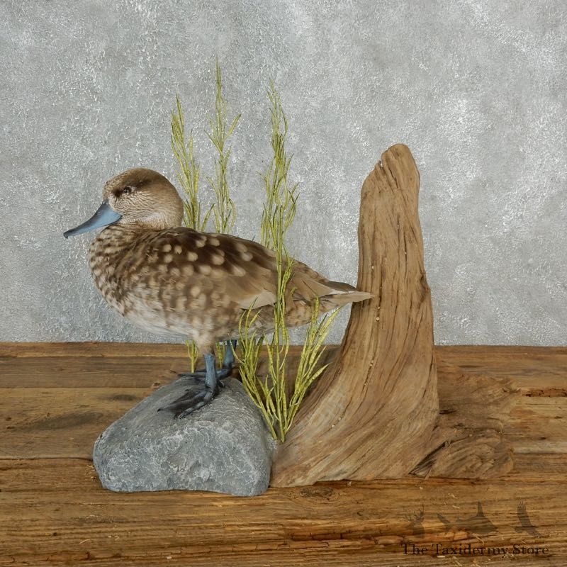 Marbled Duck Bird Mount For Sale #17845 - The Taxidermy Store