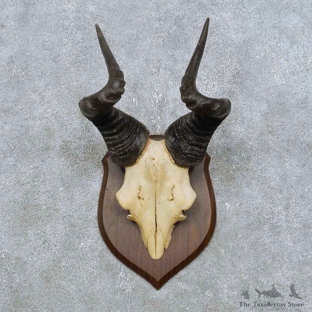 Hartebeest Skull Cap & Horn Mount For Sale #14890 @ The Taxidermy Store