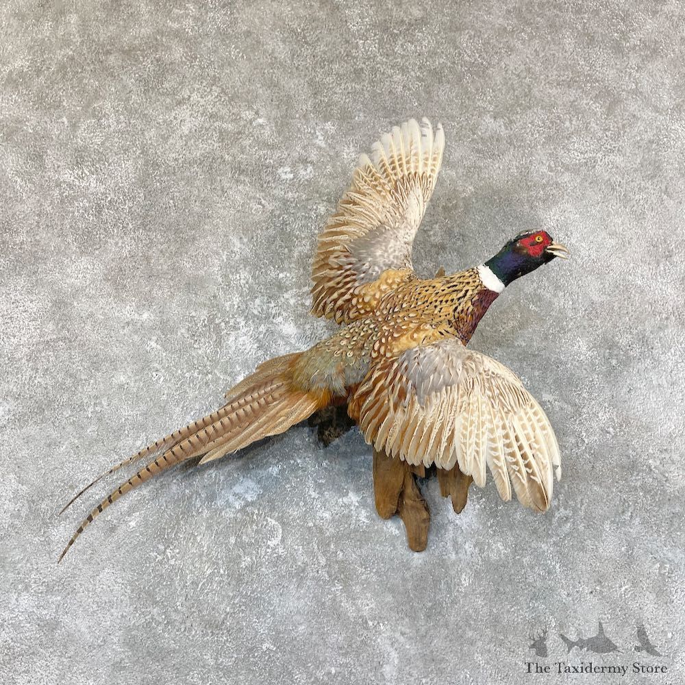 Ringneck Pheasant Bird Mount For Sale #26690 @ The Taxidermy Store