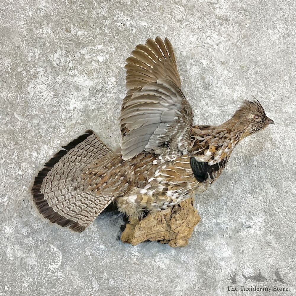 Ruffed Grouse Bird Mount For Sale #27803 @ The Taxidermy Store