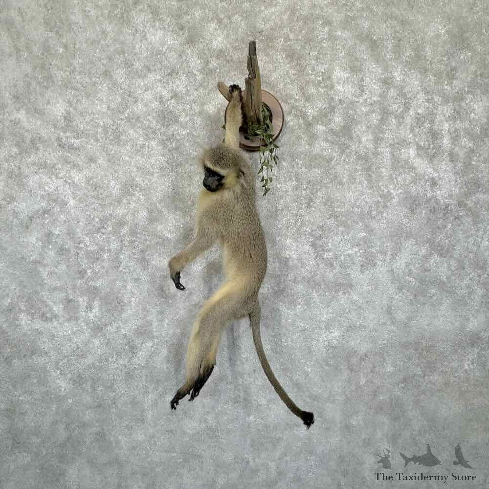 Vervet Monkey Life-Size Mount For Sale #31362 @ The Taxidermy Store