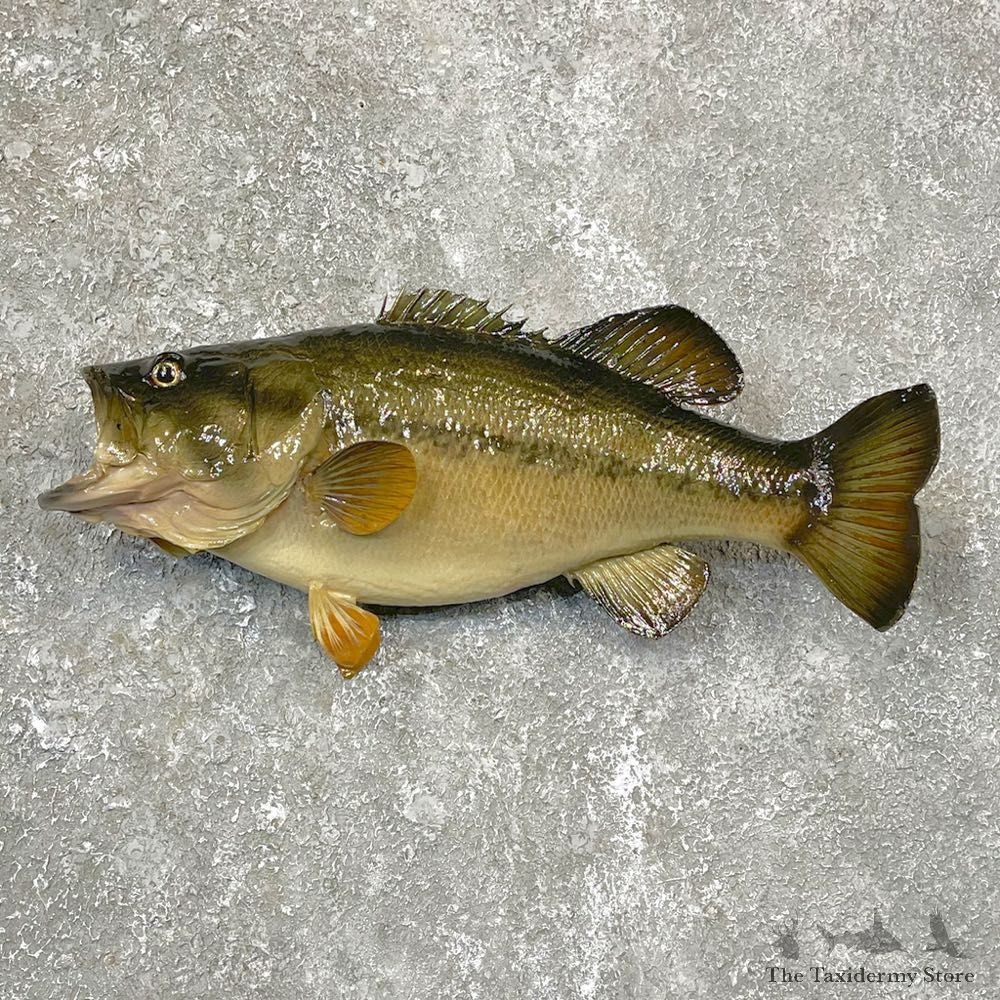 Largemouth Bass Fish Mount For Sale #24129 @ The Taxidermy Store