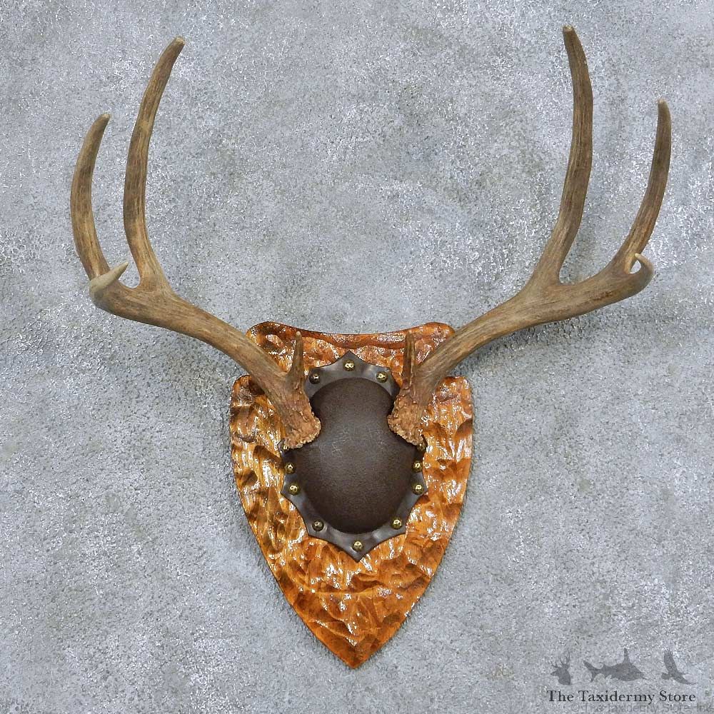 Whitetail Deer Antler Plaque Taxidermy Mount #13855 For Sale @ The Taxidermy Store