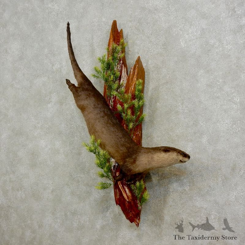 River Otter Life-Size Mount For Sale #17090 @ The Taxidermy Store