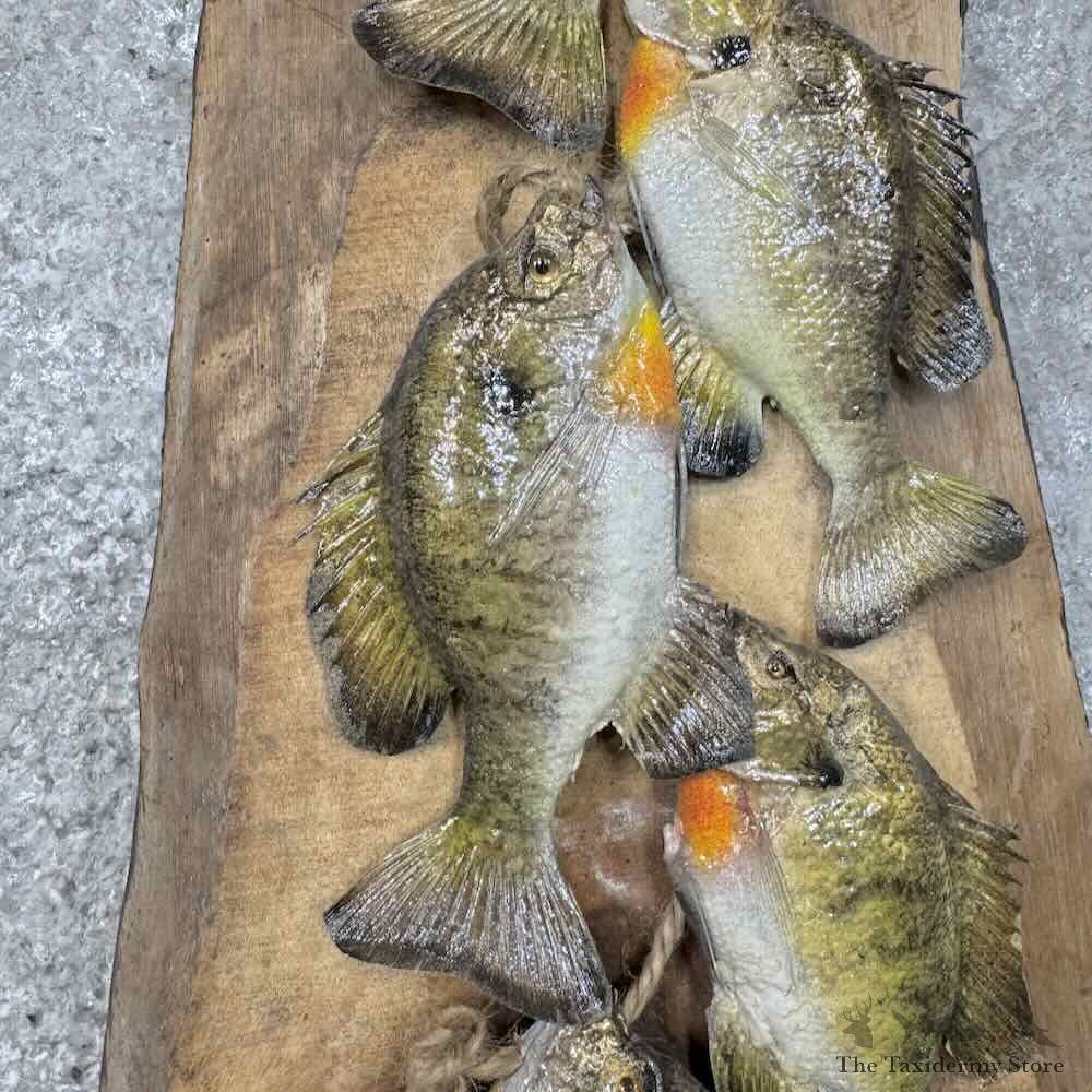 Bluegill Stringer Fish Mount For Sale #30463 @ The Taxidermy Store