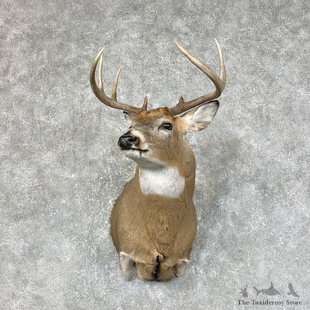 Whitetail Deer Shoulder Mount #25427 For Sale - The Taxidermy Store