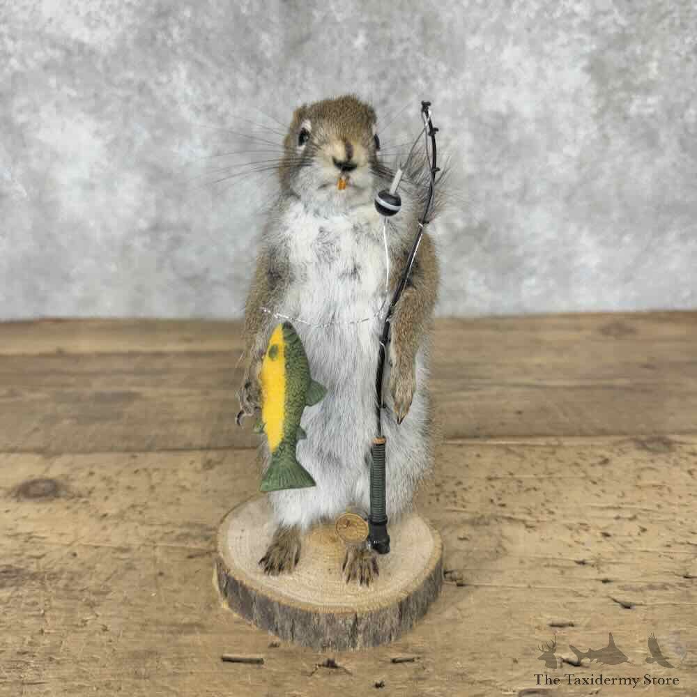 Fishing Red Squirrel Novelty Mount For Sale #31584 @ The Taxidermy Store