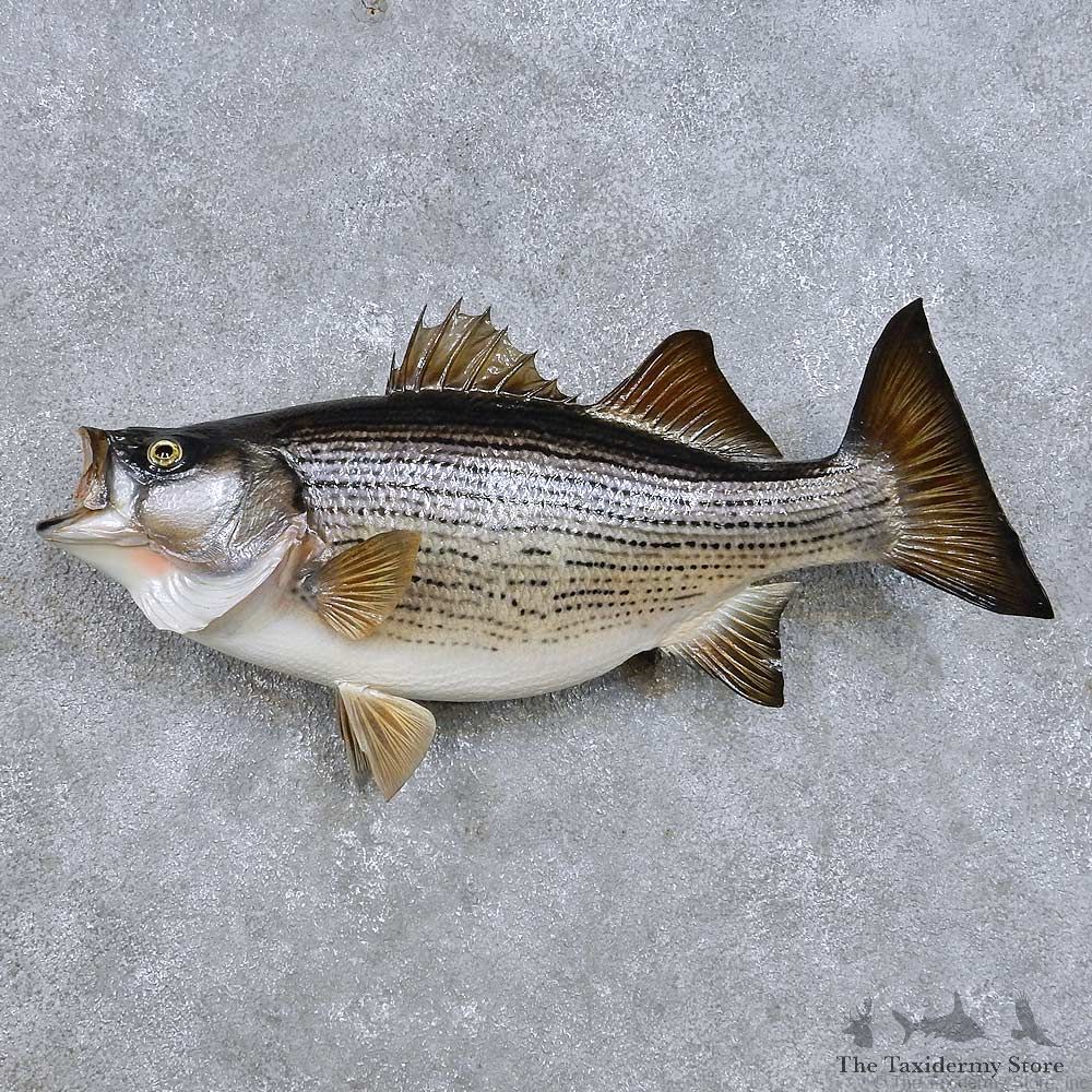 Sunshine (Hybrid) Bass Fish Mount For Sale #14096 @ The Taxidermy Store