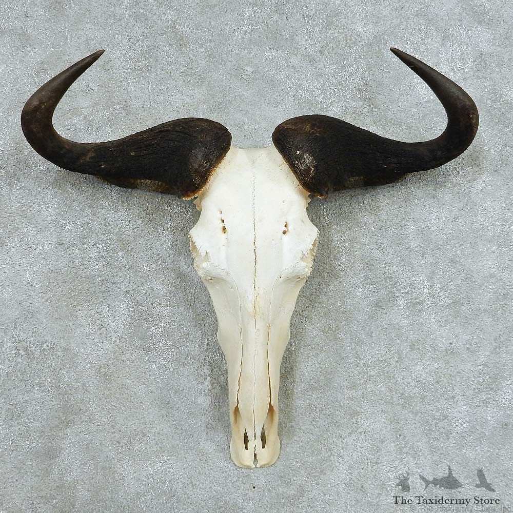 Blue Wildebeest Skull Horns European Mount #13653 For Sale @ The Taxidermy Store