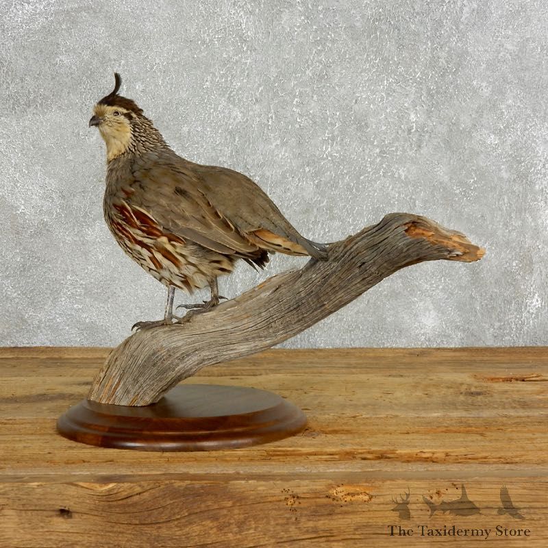 Hybrid Quail Bird Mount For Sale #17714 @ The Taxidermy Store