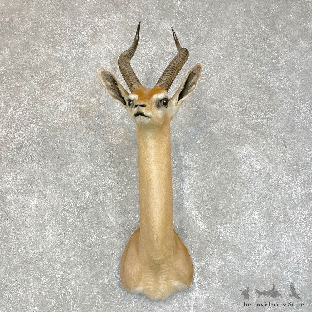 African Gerenuk Shoulder Mount #24192 - For Sale @ The Taxidermy Store