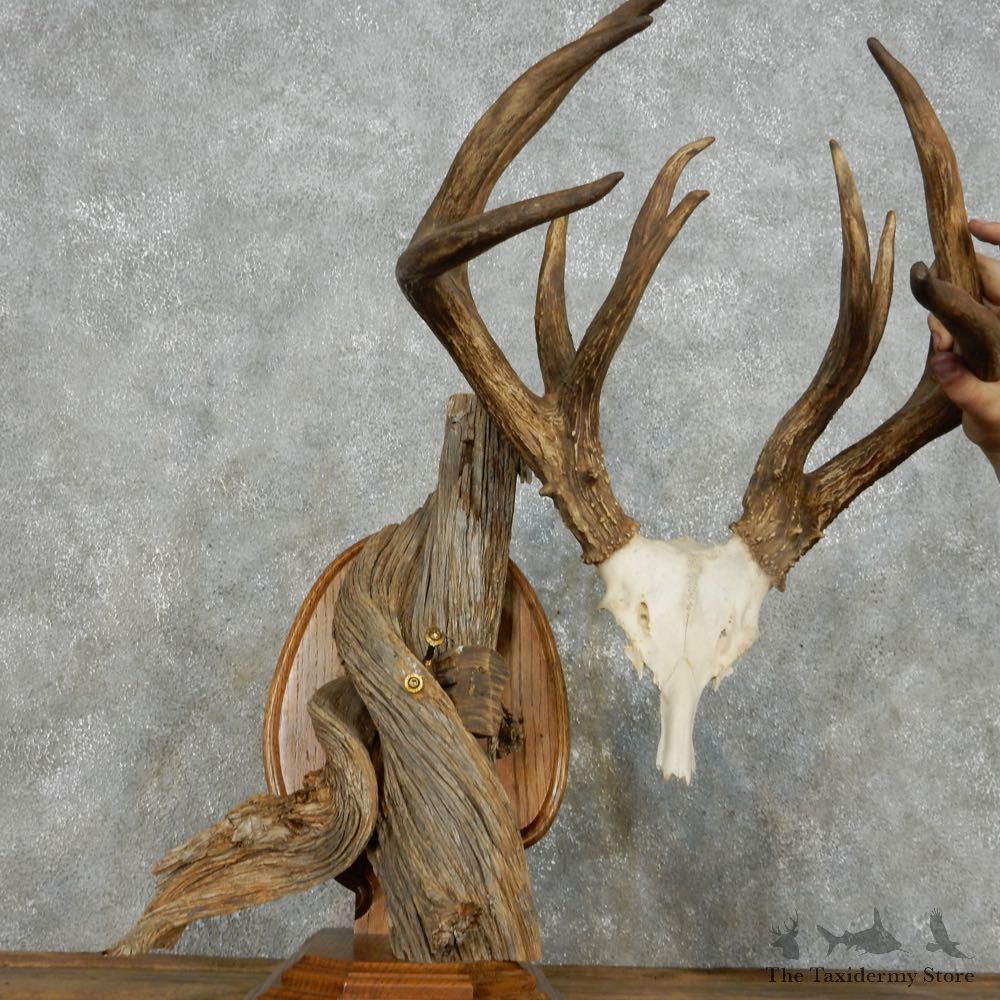 Whitetail Deer Quad Main Beam Antler Mount For Sale #14009 @ The Taxidermy Store