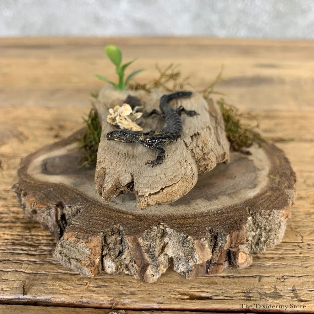 Wehrle's Salamander Taxidermy Mount For Sale #21575 @ The Taxidermy Store