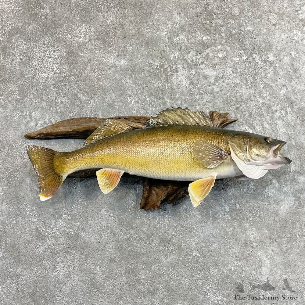 Walleye Fish Mount For Sale #27512 @ The Taxidermy Store