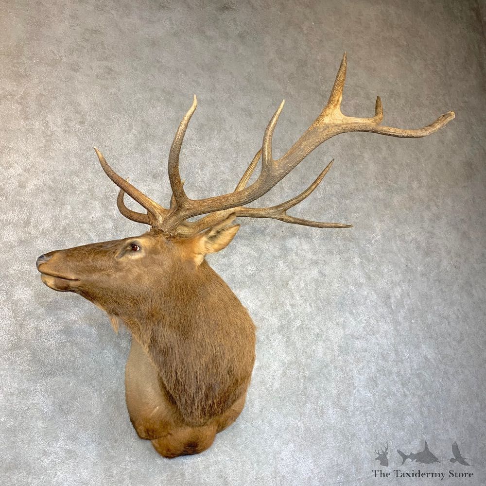 Rocky Mountain Elk Shoulder Mount For Sale #23636 @ The Taxidermy Store