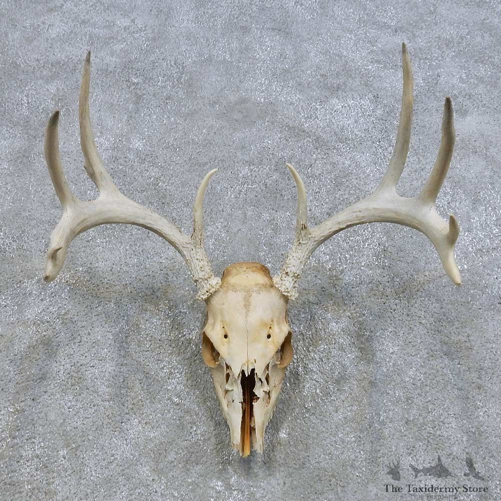 Whitetail Deer Skull European Mount For Sale #14675 @ The Taxidermy Store