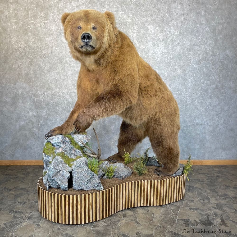 Grizzly Bear Life-Size Mount For Sale #24270 @ The Taxidermy Store
