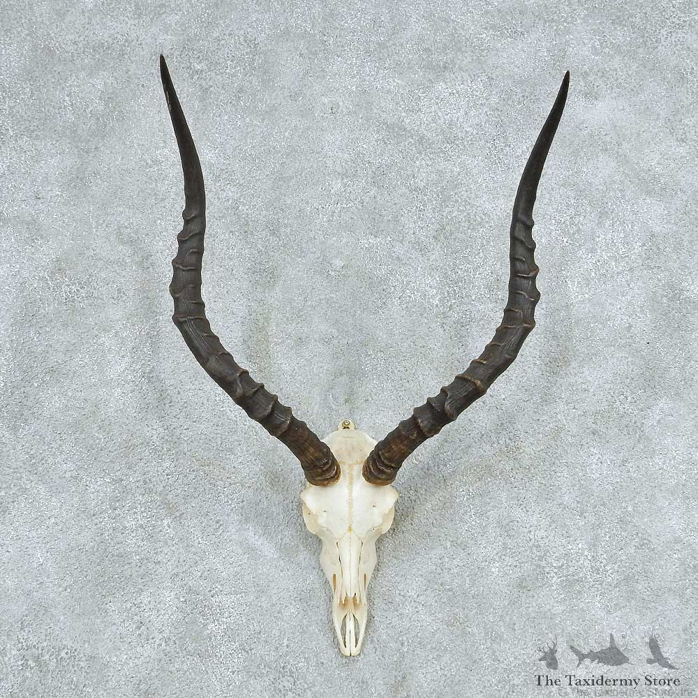 Impala Skull Horns European Mount #13726 For Sale @ The Taxidermy Store