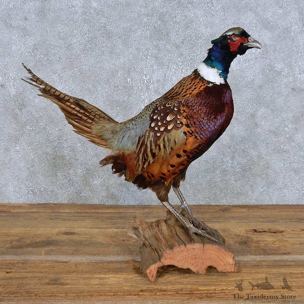 Standing Ringneck Pheasant Mount For Sale #14825 @ The Taxidermy Store